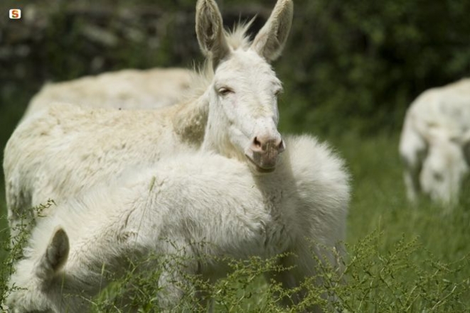 White donkeys - Ph B. Manunza - http://www.sardegnadigitallibrary.it/